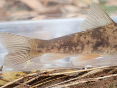 Pantosteus clarkii