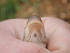 Pantosteus clarkii