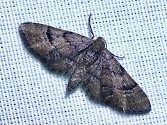 Eupithecia peckorum