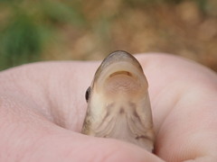 Pantosteus clarkii