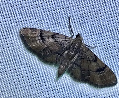 Eupithecia peckorum