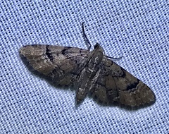 Eupithecia peckorum