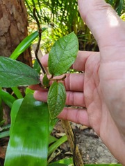 Aristolochia praevenosa