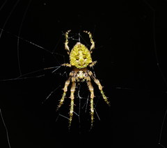 Novaranea courti