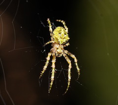 Novaranea courti