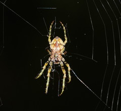 Novaranea courti