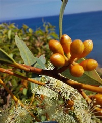 Eucalyptus calcareana