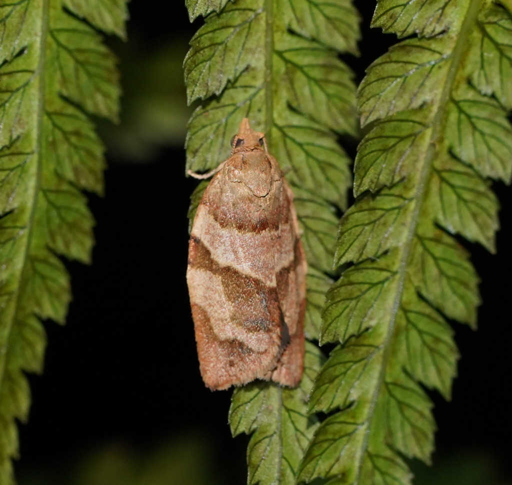 Epiphyas fabricata