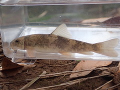 Pantosteus clarkii