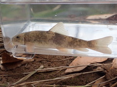 Pantosteus clarkii