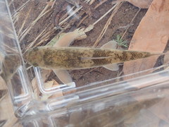 Pantosteus clarkii