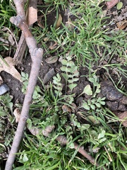 Capsella bursa-pastoris