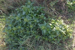 Chenopodiastrum murale