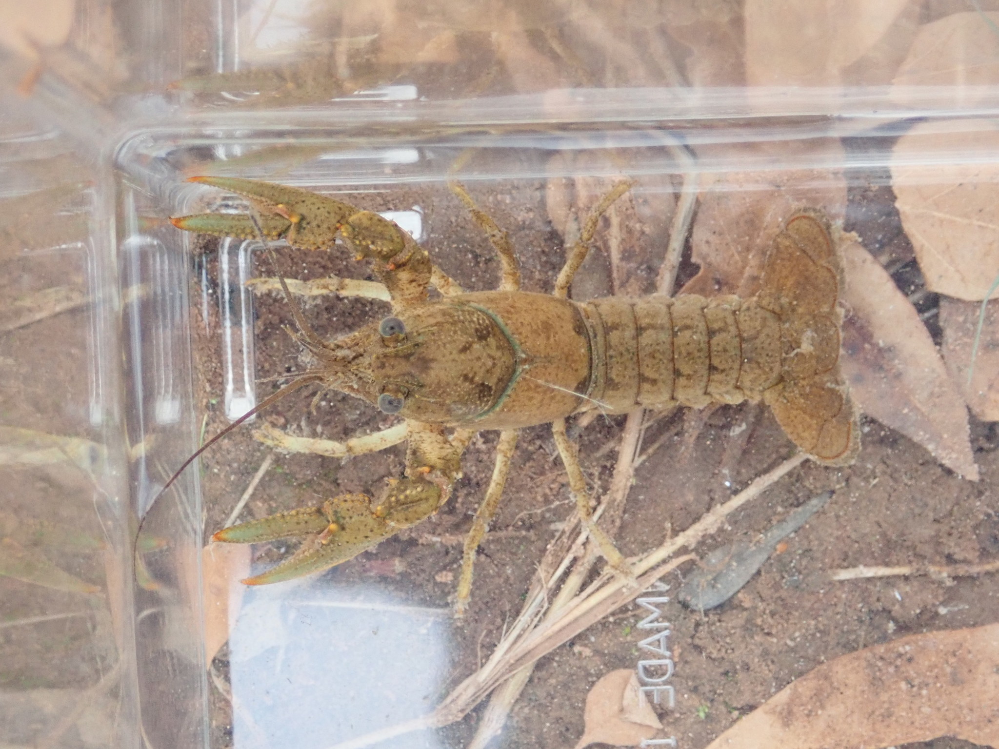 Virile Crayfish (Faxonius virilis) · iNaturalist Canada