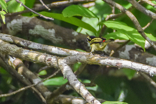 Red-rumped Tinkerbird (Pogoniulus atroflavus), photo 4