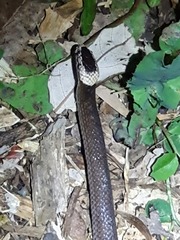 Cacophis harriettae
