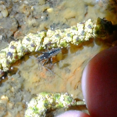 Plesiovelia