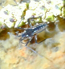 Plesiovelia