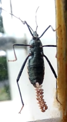 Notobitus