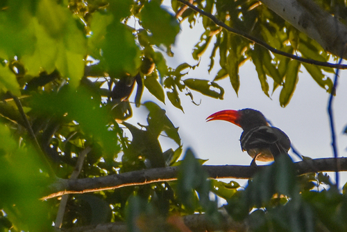 Red-billed Dwarf Hornbill (Lophoceros camurus), photo 2