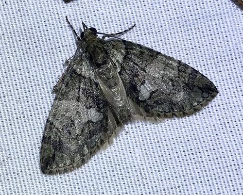 Sharp Green Hydriomena Moth
