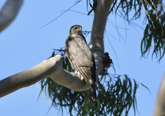 Accipiter cooperii