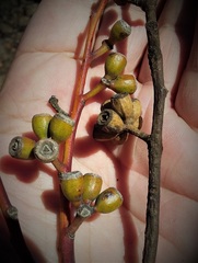 Eucalyptus calcareana