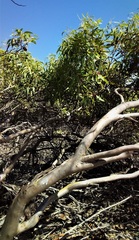 Eucalyptus calcareana