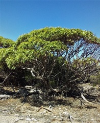 Eucalyptus calcareana