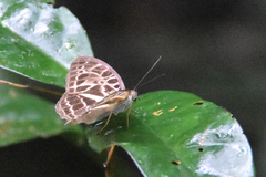 Catuna angustatum