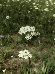 Perideridia parishii latifolia