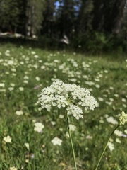 Perideridia parishii latifolia