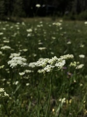 Perideridia parishii latifolia
