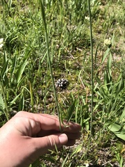 Perideridia parishii latifolia