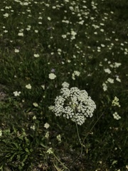 Perideridia parishii latifolia