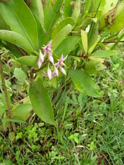 Ardisia humilis