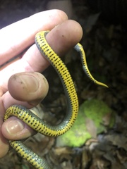 Diadophis punctatus stictogenys