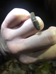Diadophis punctatus stictogenys