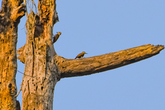 Chloropicus pyrrhogaster