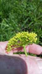 Polytaenia
