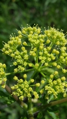 Polytaenia