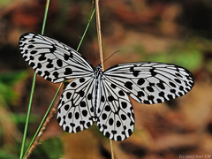 Idea hypermnestra linteata