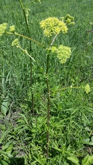 Polytaenia