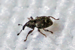 Tanysphyrus lemnae