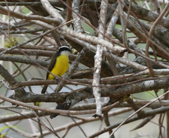 Phelpsia inornata