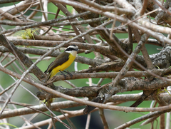 Phelpsia inornata