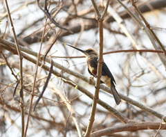 Brachygalba goeringi