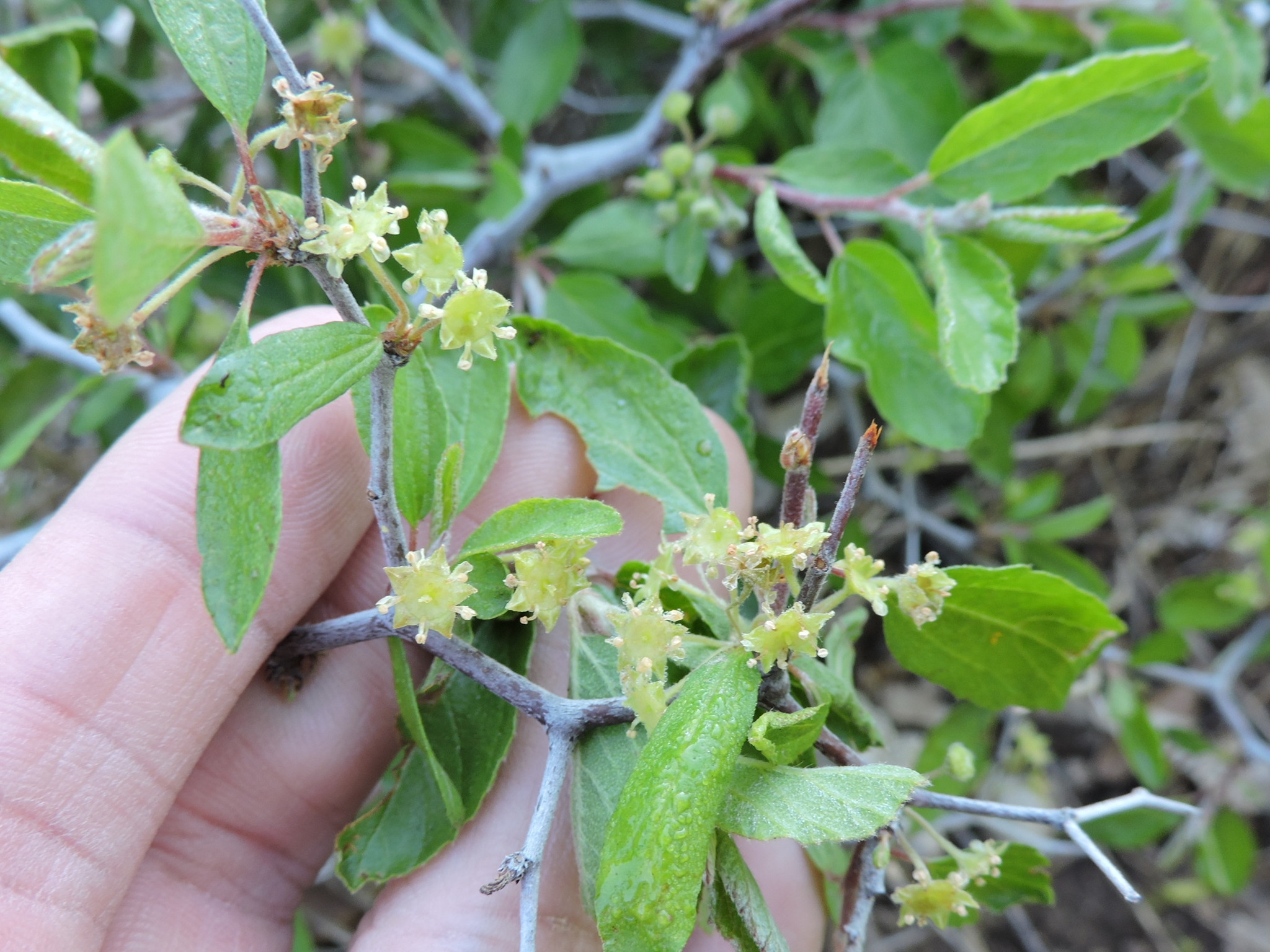 Colubrina texensis
