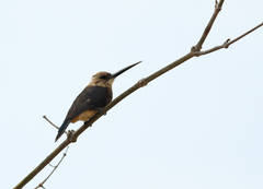 Brachygalba goeringi