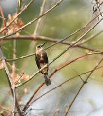 Brachygalba goeringi